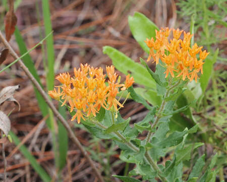 Image of butterfly milkweed