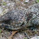 Image de Tiliqua rugosa rugosa Gray 1825