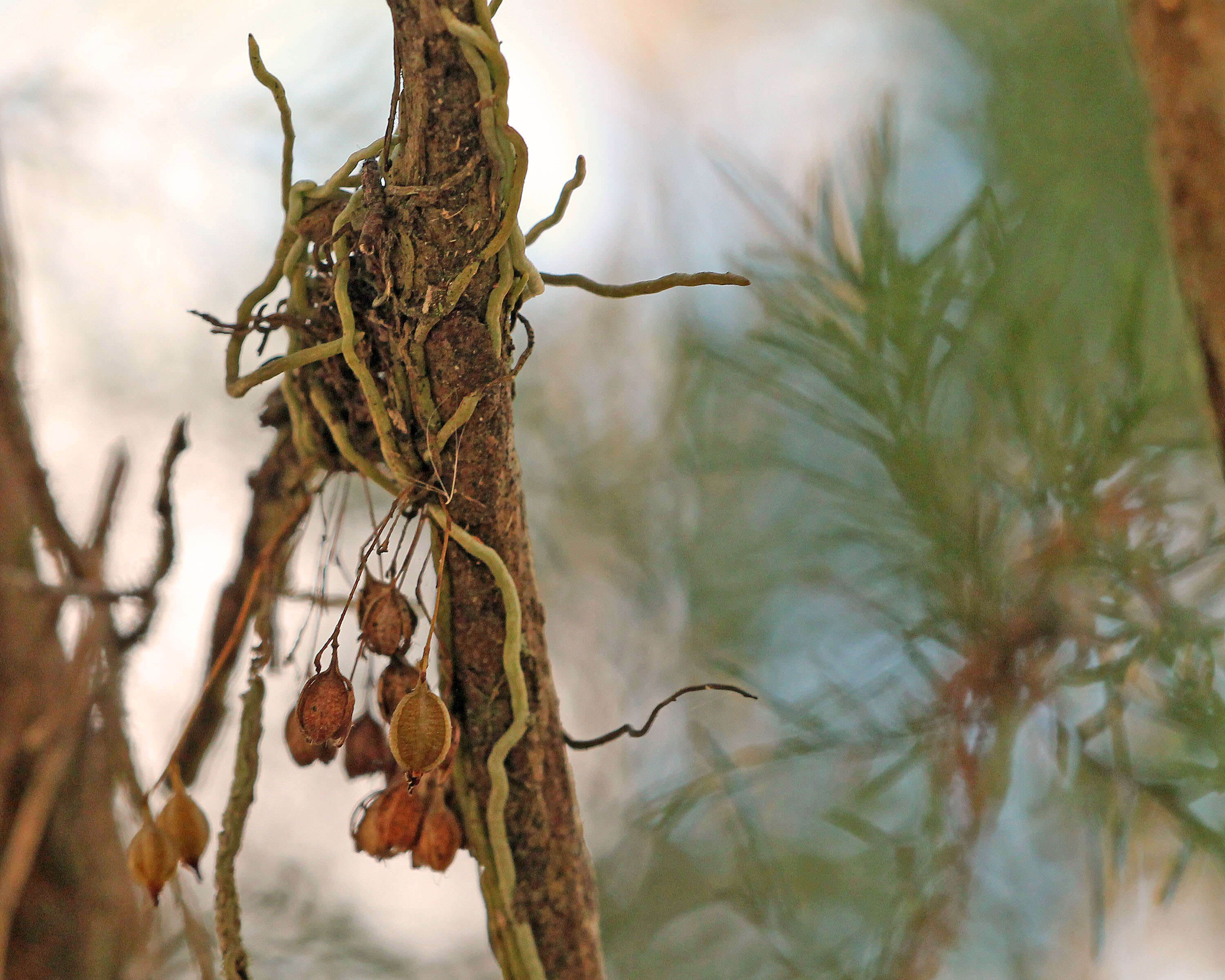 Image of needleroot airplant orchid