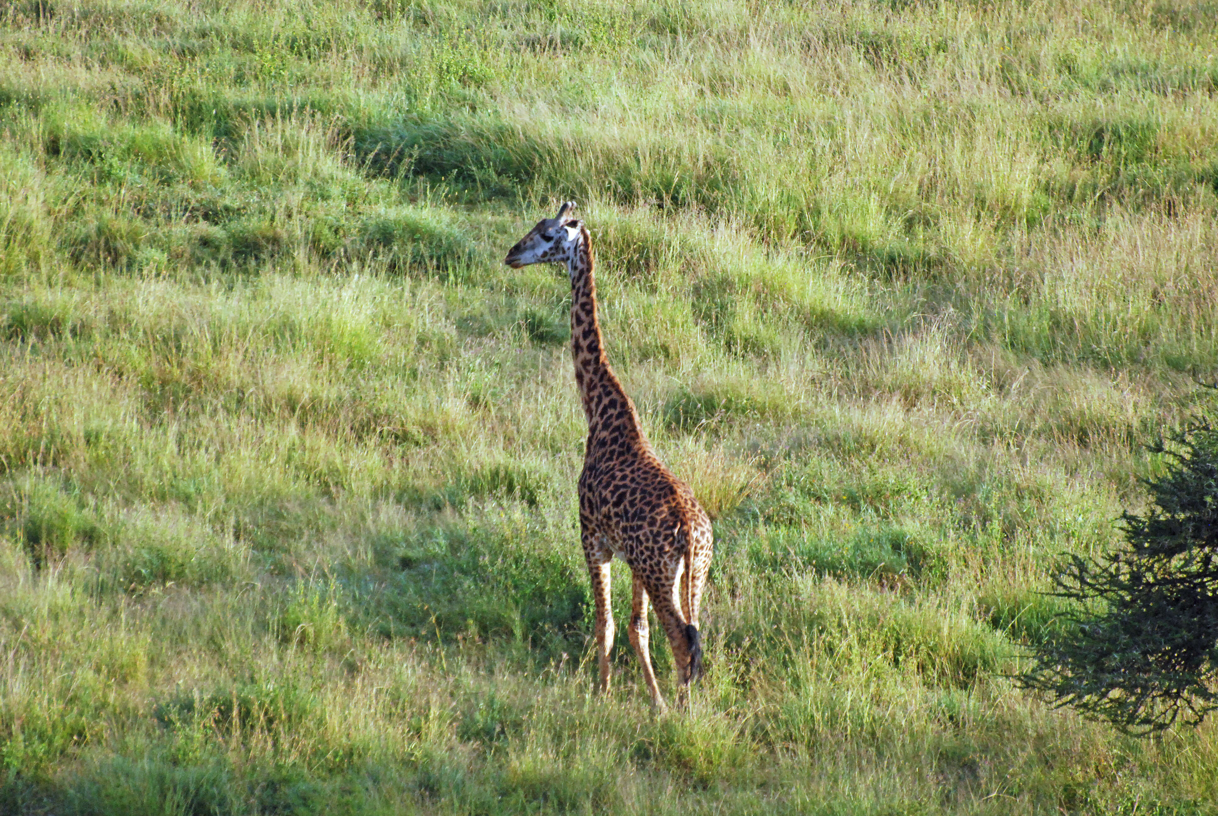 Image of Giraffe