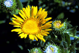 Image of gumweed