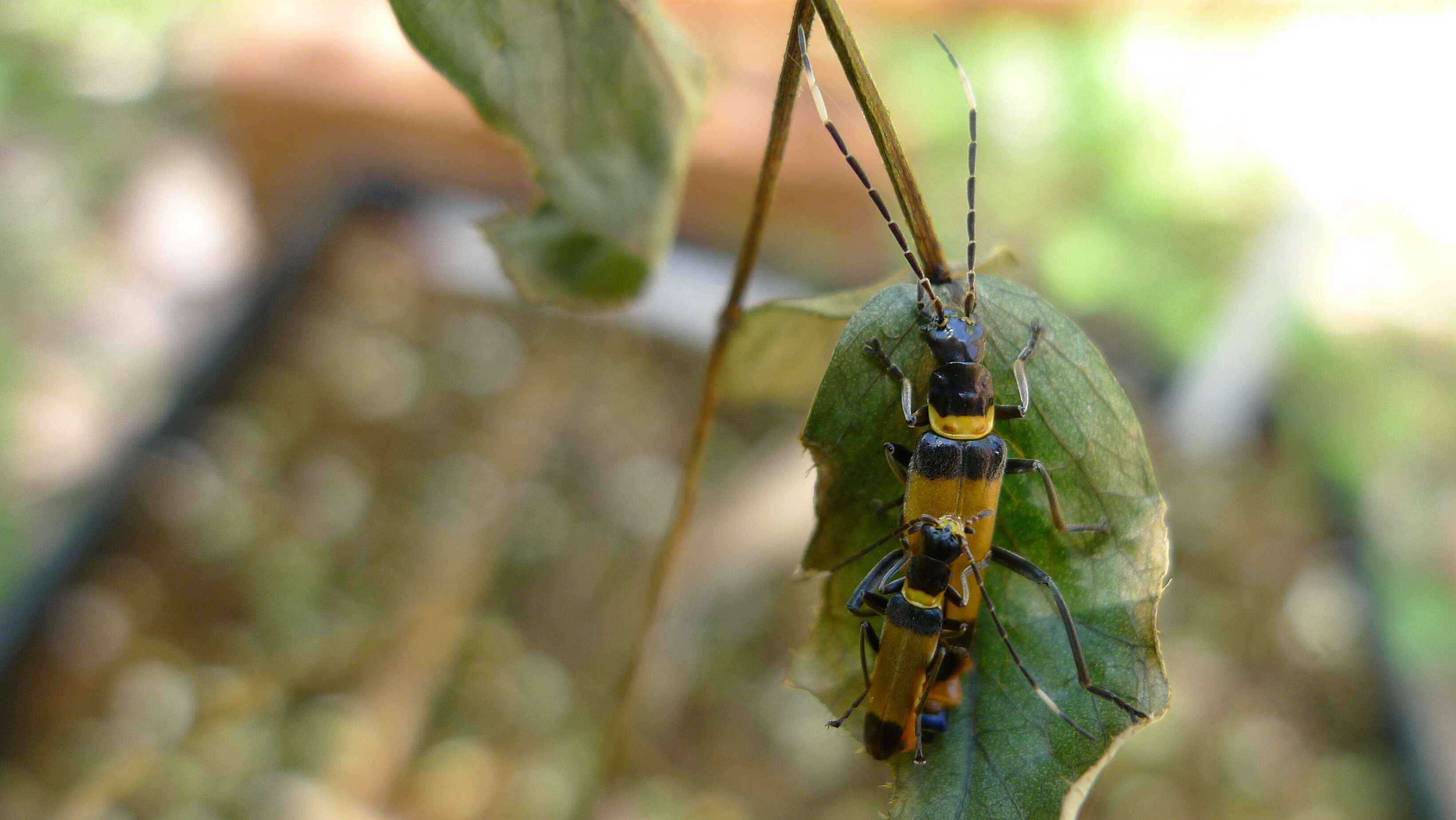 Imagem de Chauliognathus imperialis