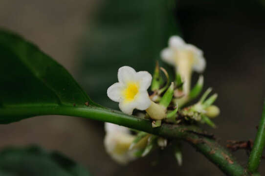 Image of Silvianthus bracteatus Hook. fil.