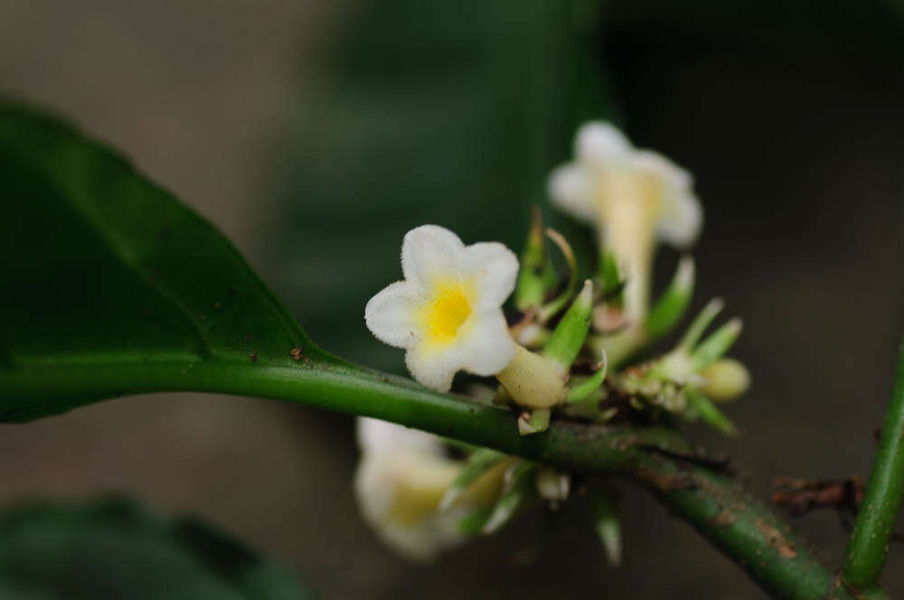 Image de Carlemanniaceae