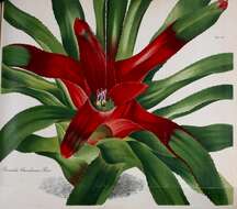 Image of neoregelia