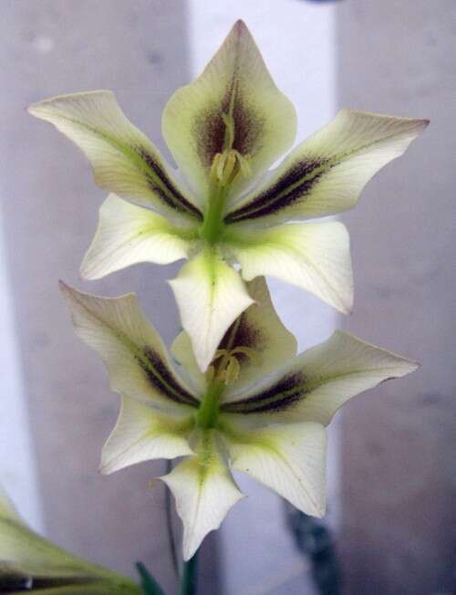 Imagem de Gladiolus tristis L.