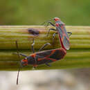 Image of Caenocoris nerii (Germar & E. F. 1847)