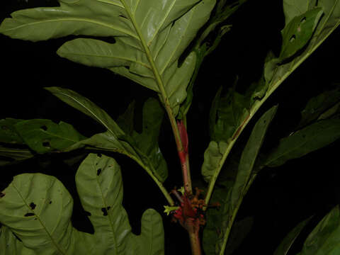 Image of Pentagonia macrophylla Benth.