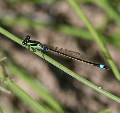 Image of Senegal bluetail