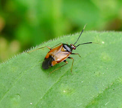 Image of red capsid bug