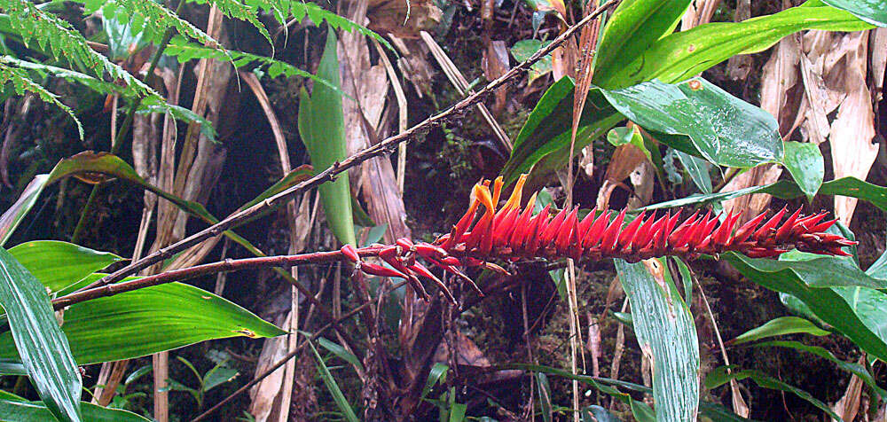 Image of Pitcairnia brittoniana (Mez) Mez