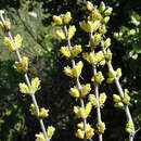 Image of Ephedra chilensis C. Presl