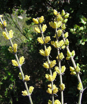 صورة Ephedra chilensis C. Presl