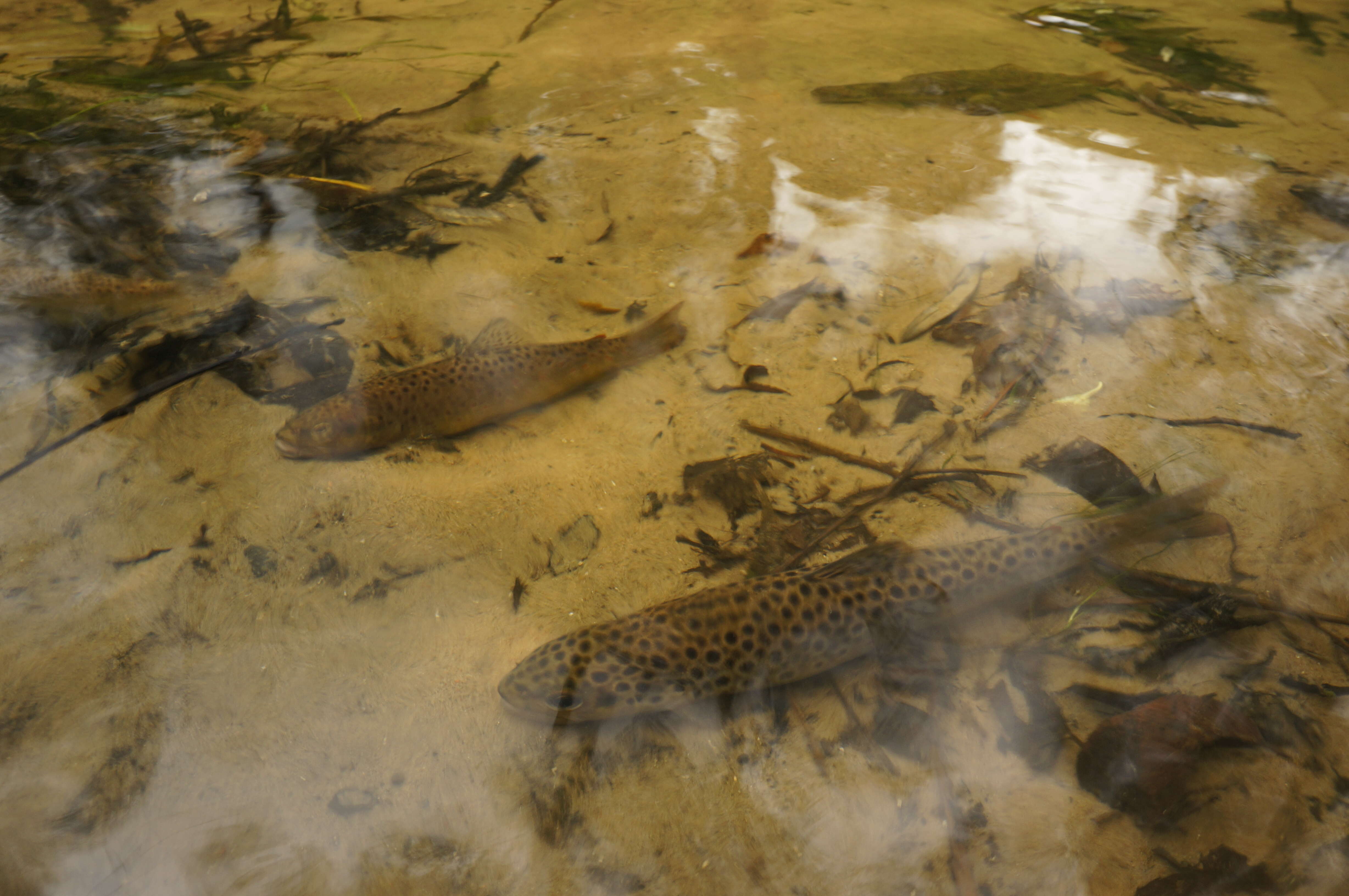 Image of Salmo trutta