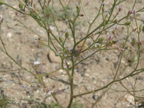 Image of Lott's gilia