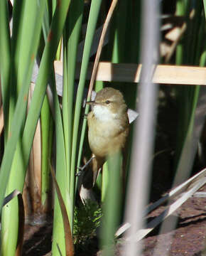 Image of Australian Reed Warbler