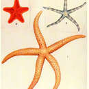 Image of Echinaster varicolor H. L. Clark 1938