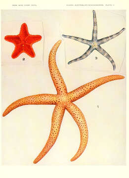 Image of Echinaster varicolor H. L. Clark 1938