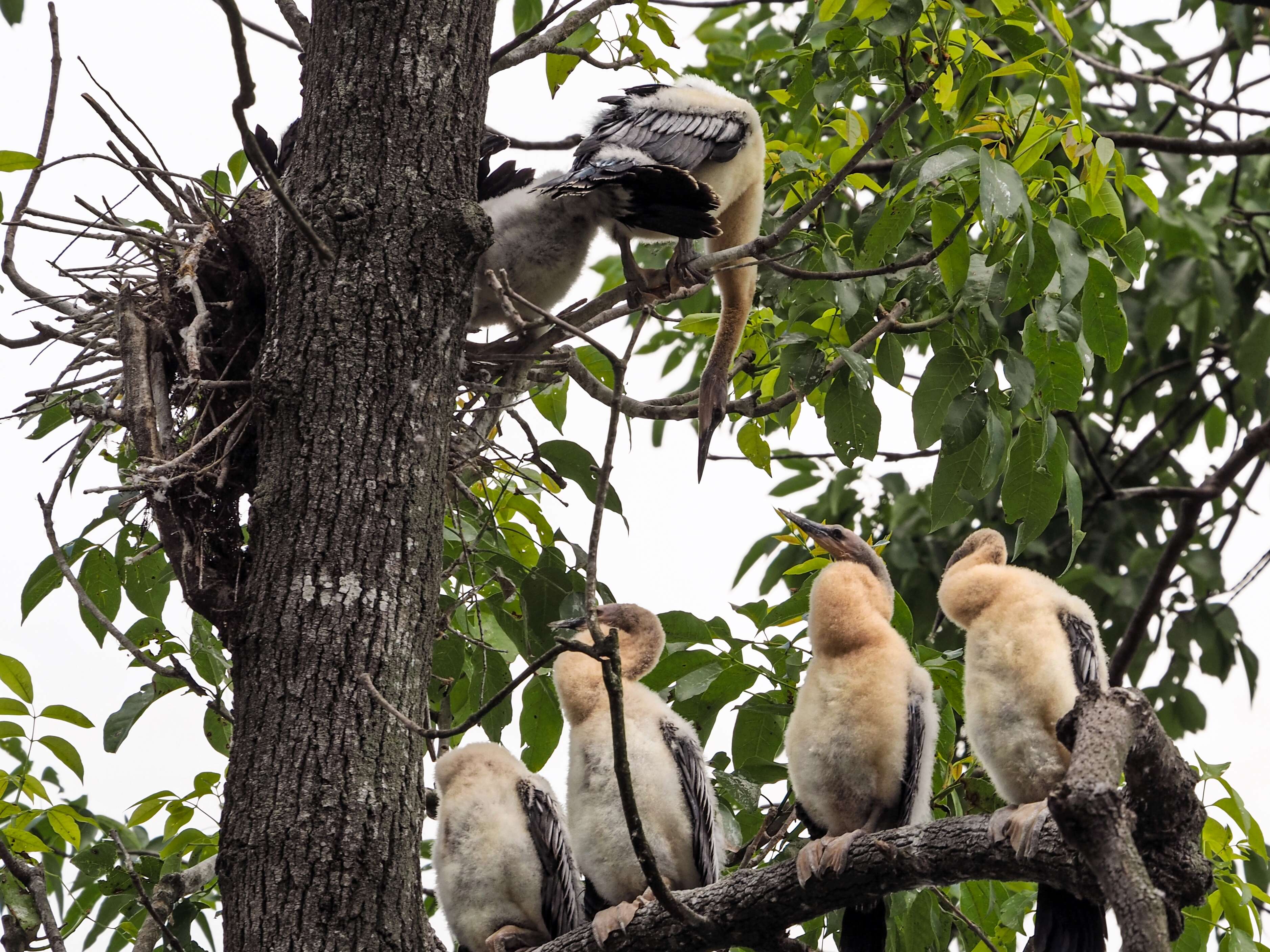 Image of anhingas and darters