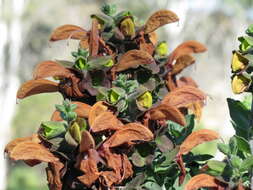 Salvia aurea L. resmi