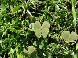 Plancia ëd Marsilea mollis B. L. Rob. & Fern.