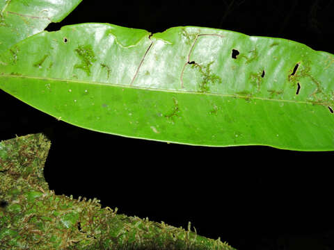 Слика од Calyptranthes longicalyptrata B. Holst & M. L. Kawas.