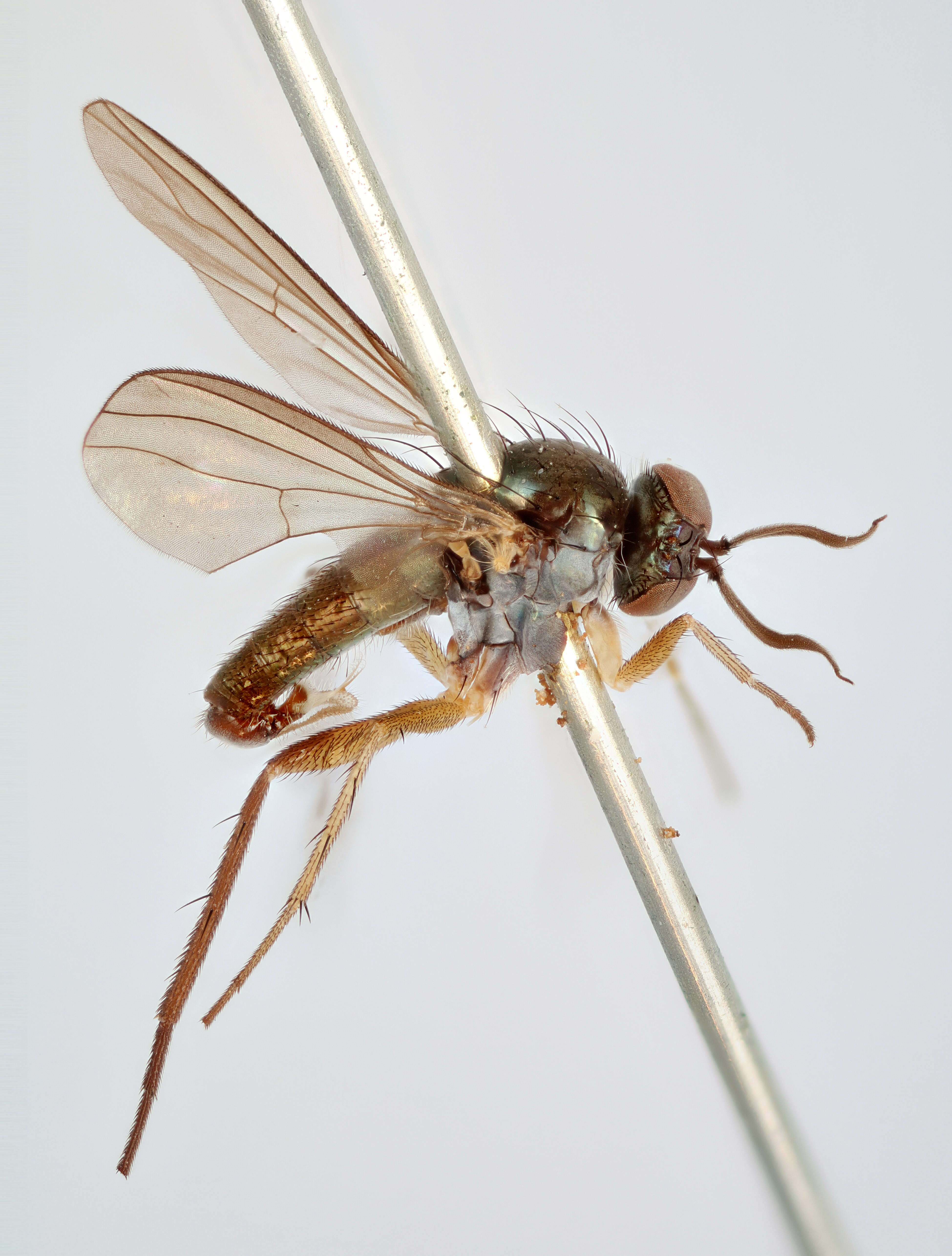 Image of Rhaphium