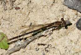 Image of Blue-fronted Dancer