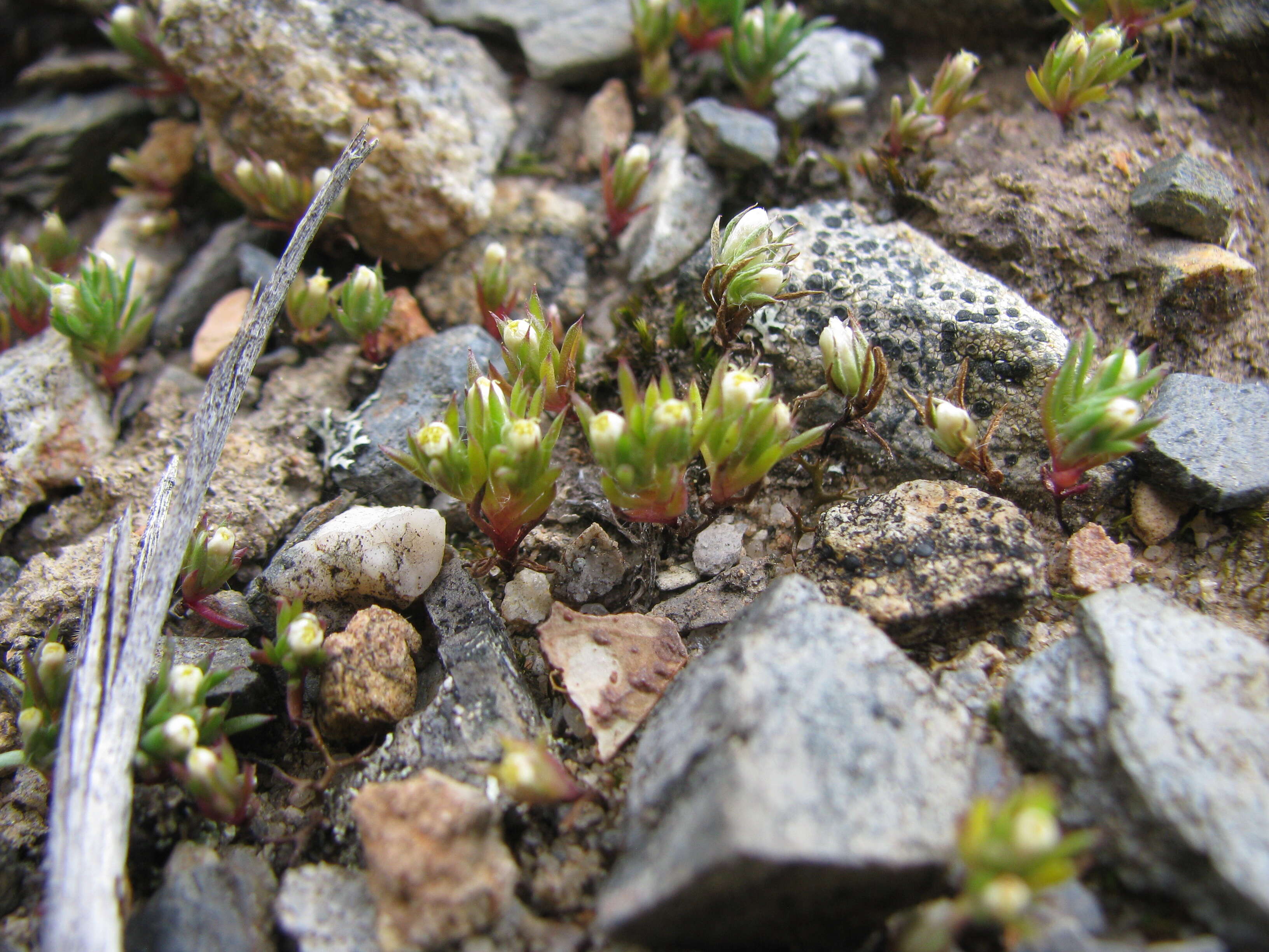 Image of Hyalosperma demissum (A. Gray) P. G. Wilson