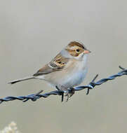 Image of Clay-colored Sparrow