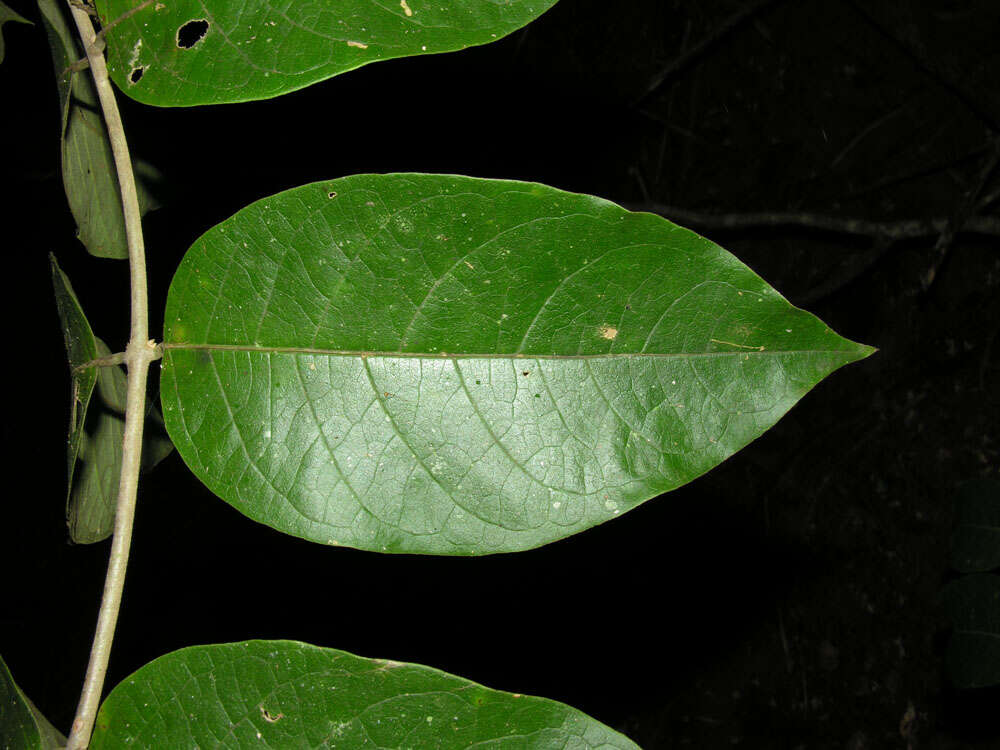 Image of Aegiphila cephalophora Standl.