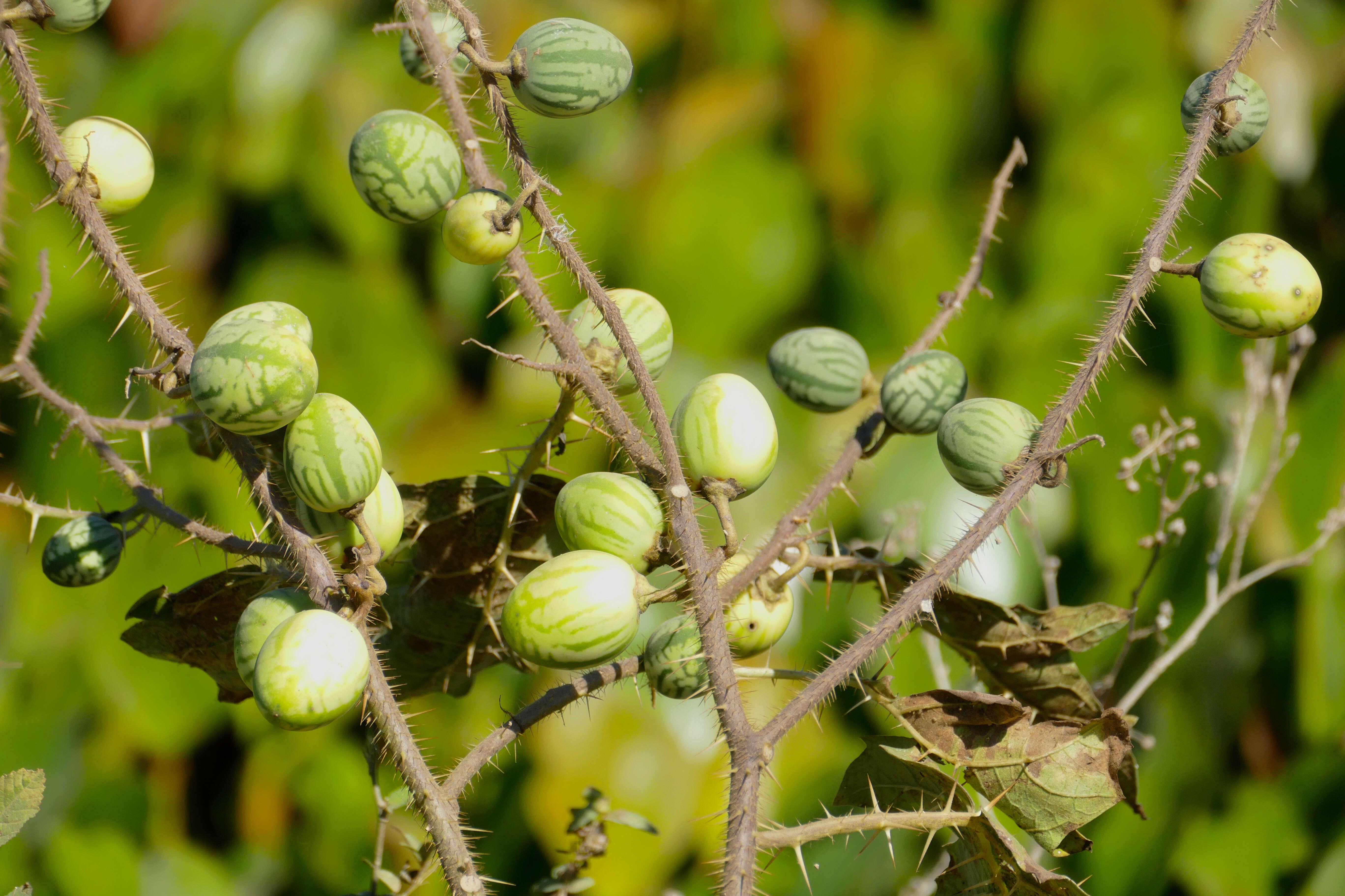 Image of tropical soda apple