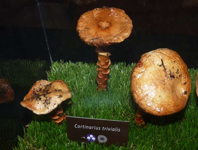 Image of Cortinarius trivialis J. E. Lange 1940