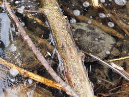 Image of Black-breasted Leaf Turtle