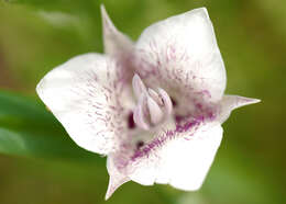 Image of Elegant mariposa lily