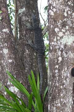 Image of Lace Monitor