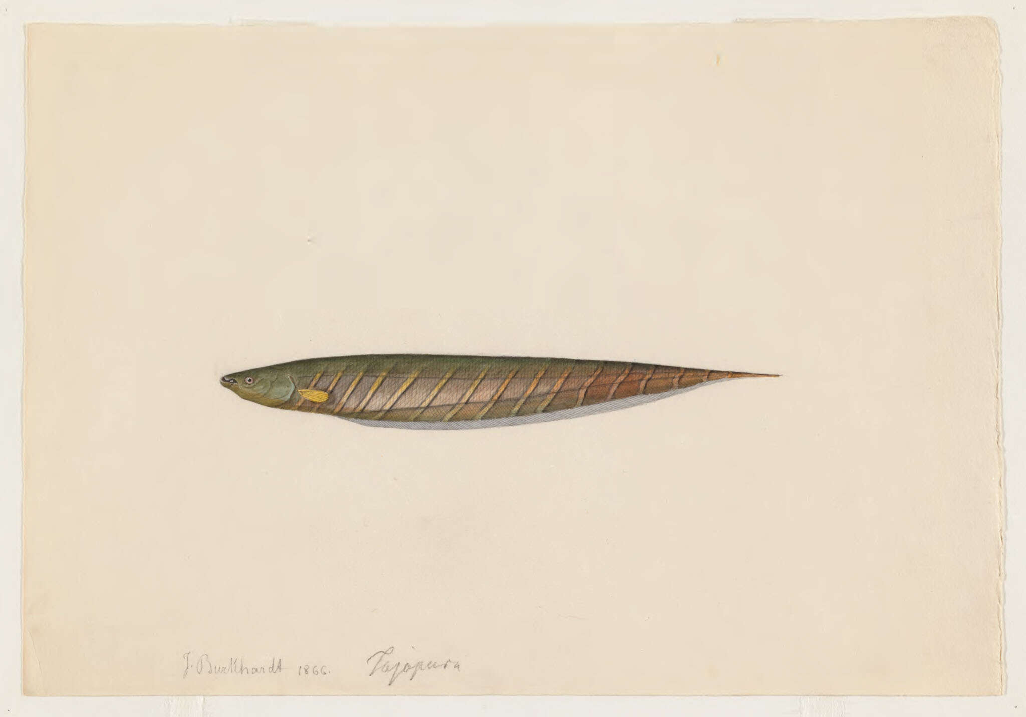 Image of nakedback knifefishes