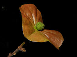 Image of Aptandraceae