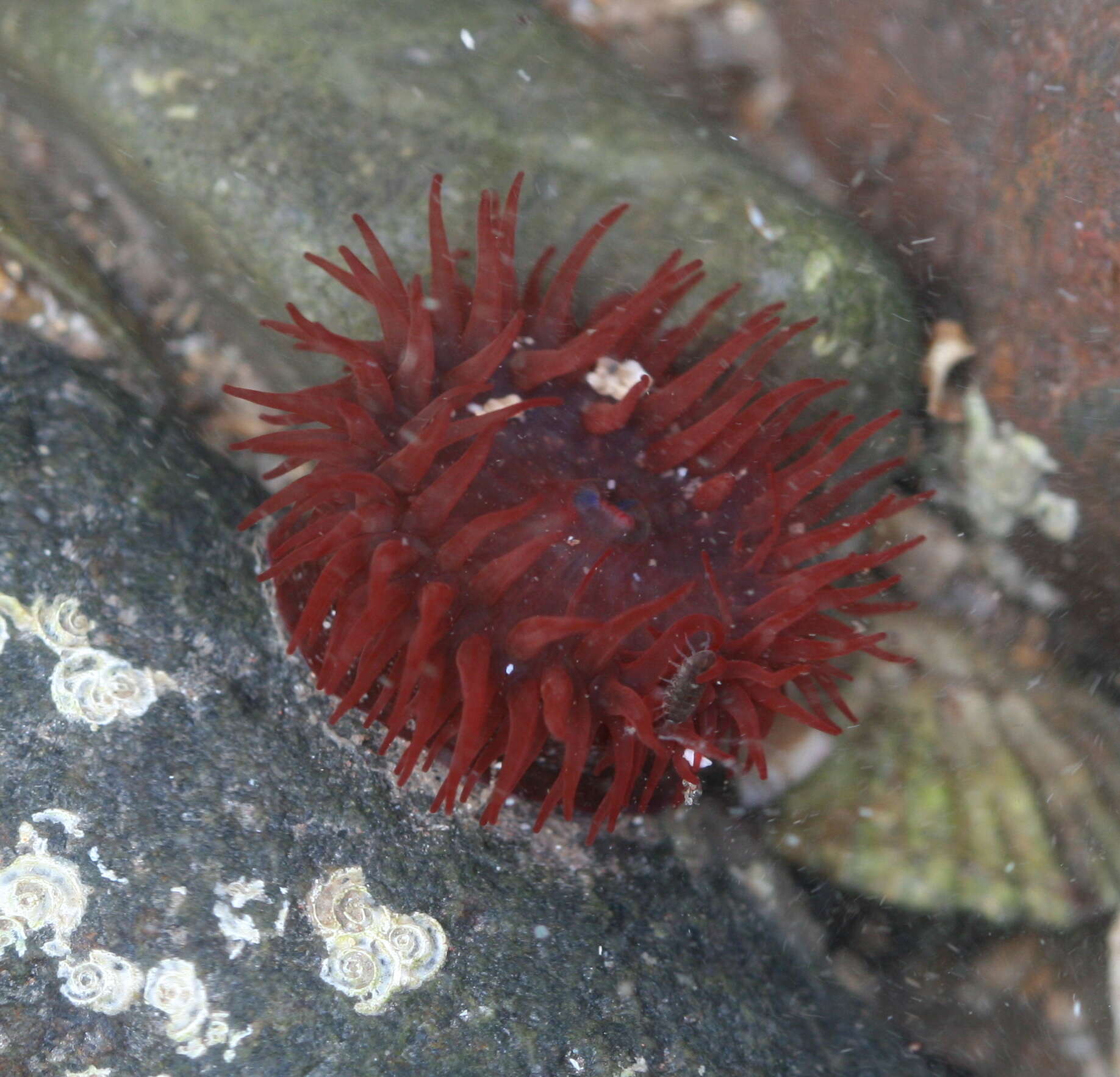 Image of Sea Anemone