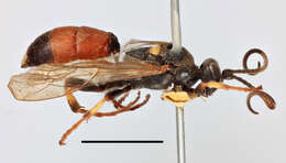 Image of Ichneumon