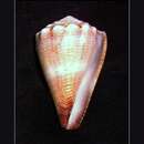 Sivun Conus biliosus parvulus Link 1807 kuva