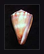 Sivun Conus biliosus (Röding 1798) kuva
