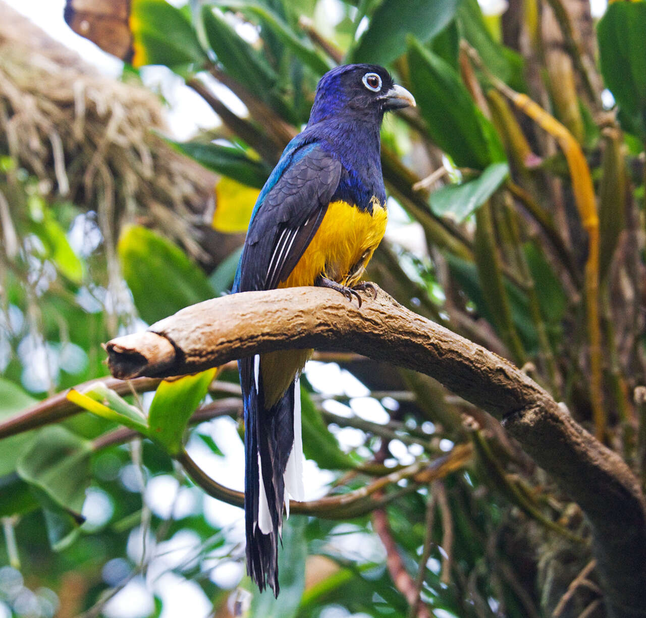 Plancia ëd Trogon chionurus Sclater, PL & Salvin 1871