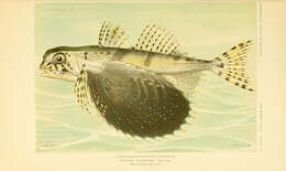 Dactylopterus的圖片