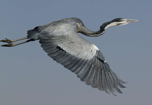 Image of Black-headed Heron