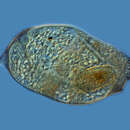 Trachelius ovum的圖片