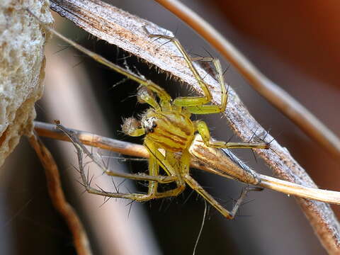 Image of Oxyopes papuanus Thorell 1881