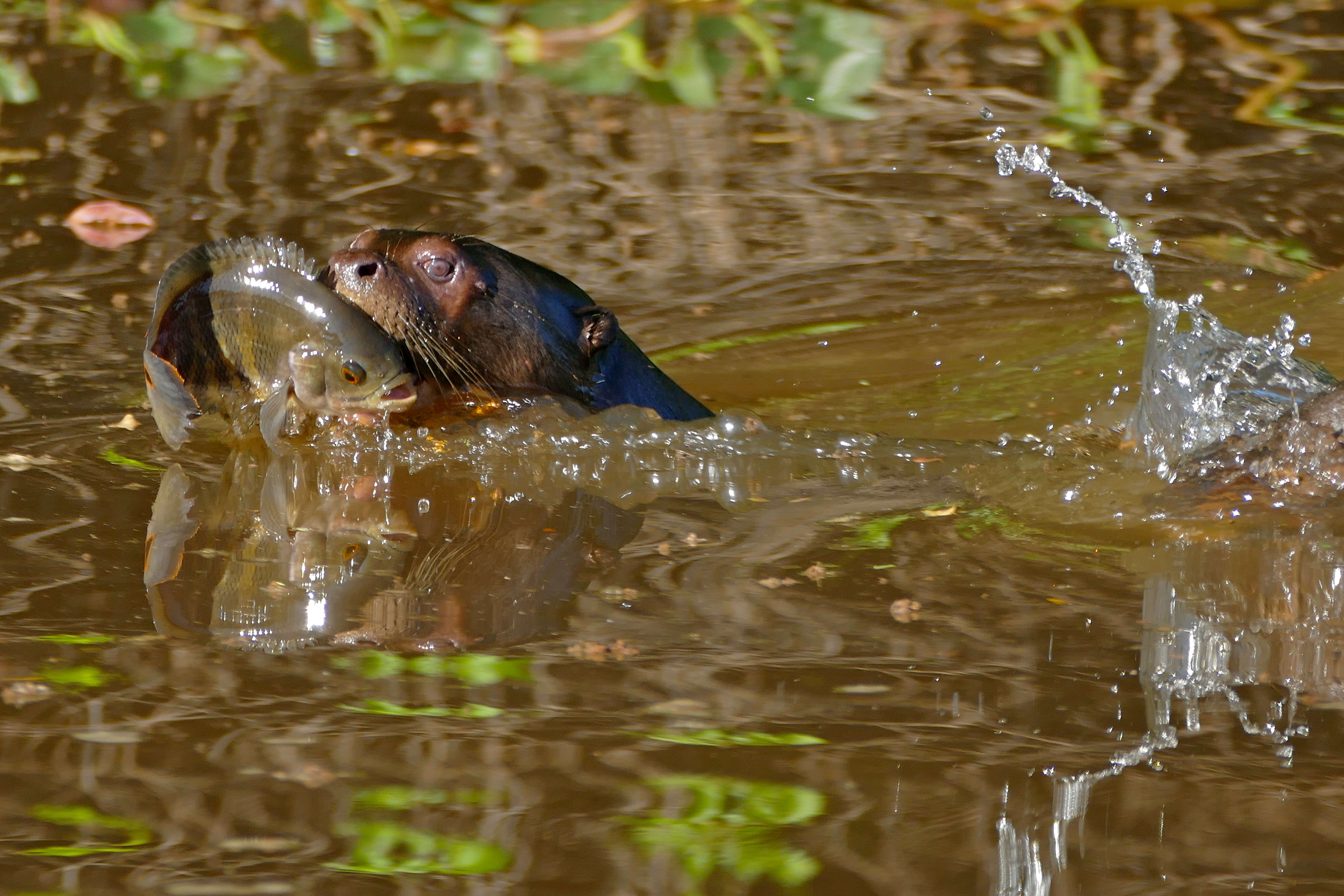 Image of giant otter