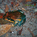 Image of Northern Banjo Frog