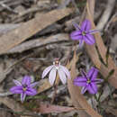 Caladenia fuscata (Rchb. fil.) M. A. Clem. & D. L. Jones的圖片